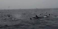 40 Orcas attackieren das größte Tier der Welt