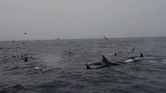 Forscher filmten erstmalig eine sechstündige Attacke einer Gruppe Orcas auf einen ausgewachsenen Blauwal. 