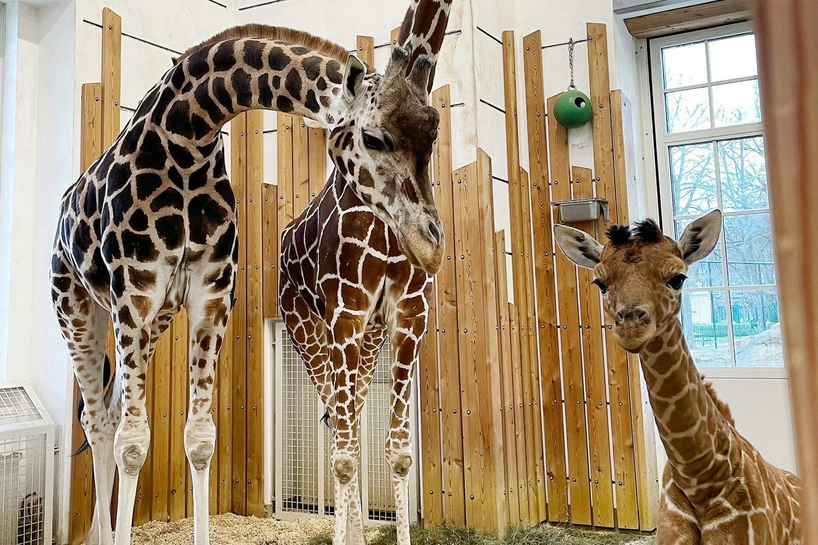 Das erste Giraffenbaby von "Fleur" lässt die Tierpfleger noch immer zittern. 