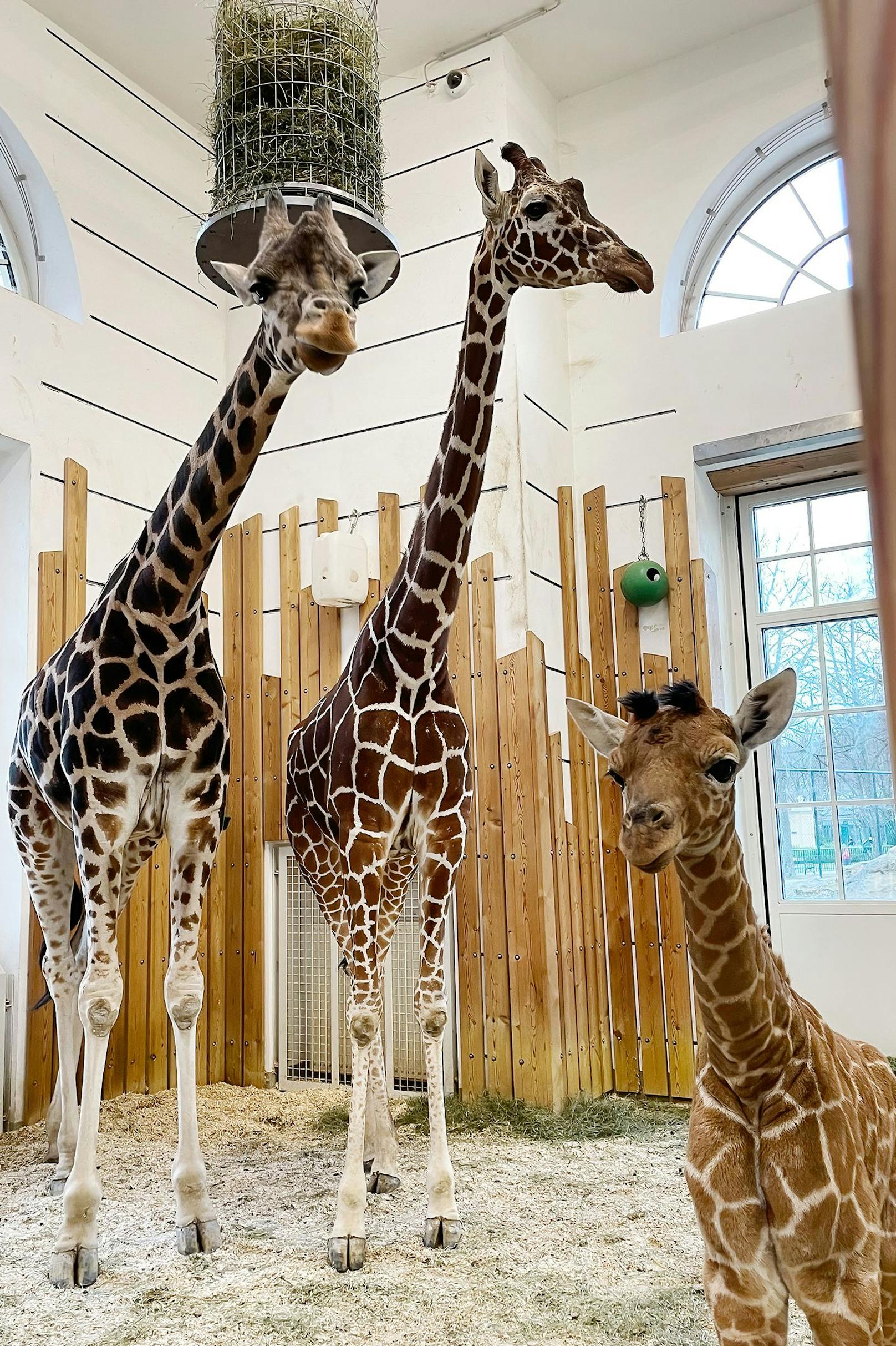 Das kleine Giraffen-Mädchen wiegt mittlerweile rund 50 Kilogramm und dreht schon immer häufiger neugierig Runden in der Anlage.
