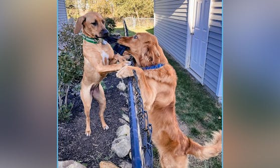 Muss Liebe schön sein. "Pax" und "Penny" begrüßen sich jeden Tag am Zaun.