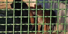 Löwin öffnet eigenen Käfig und zerfleischt Zoowärter