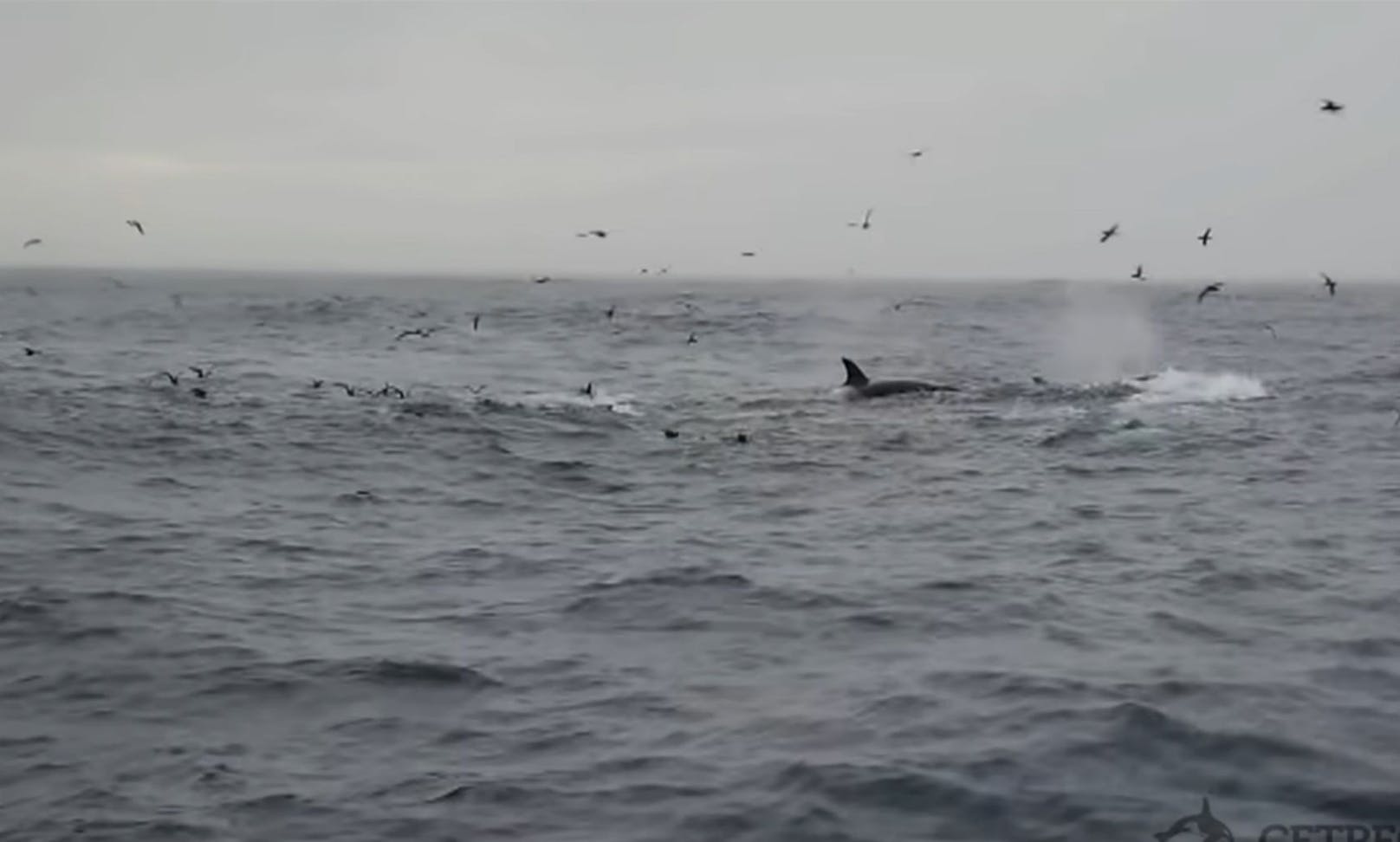 Mehrere Orca-Weibchen gehen dabei sehr strategisch vor und rammen immer wieder den Kopf und Rumpf des Blauwals. 