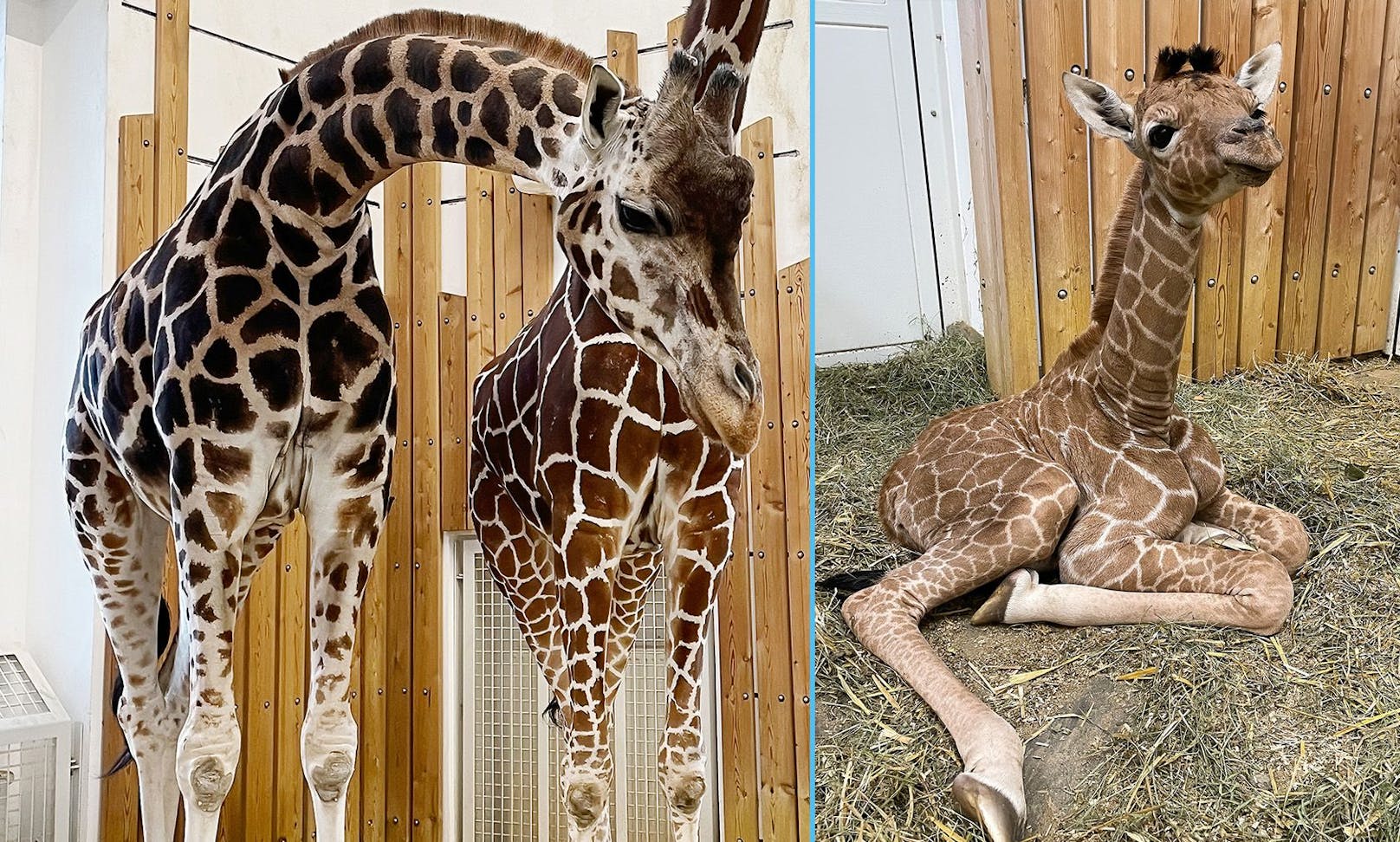 Giraffendame "Fleur" möchte ihrem kleinen Mädchen noch immer nichts zu trinken geben. 