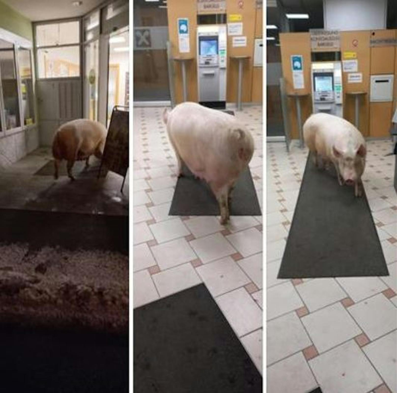 Schwein schlenderte durch Bankfiliale.