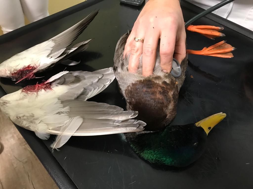 Einem lebenden Erpel wurden die Flügel abgetrennt. Das Tier musste eingeschläfert werden.