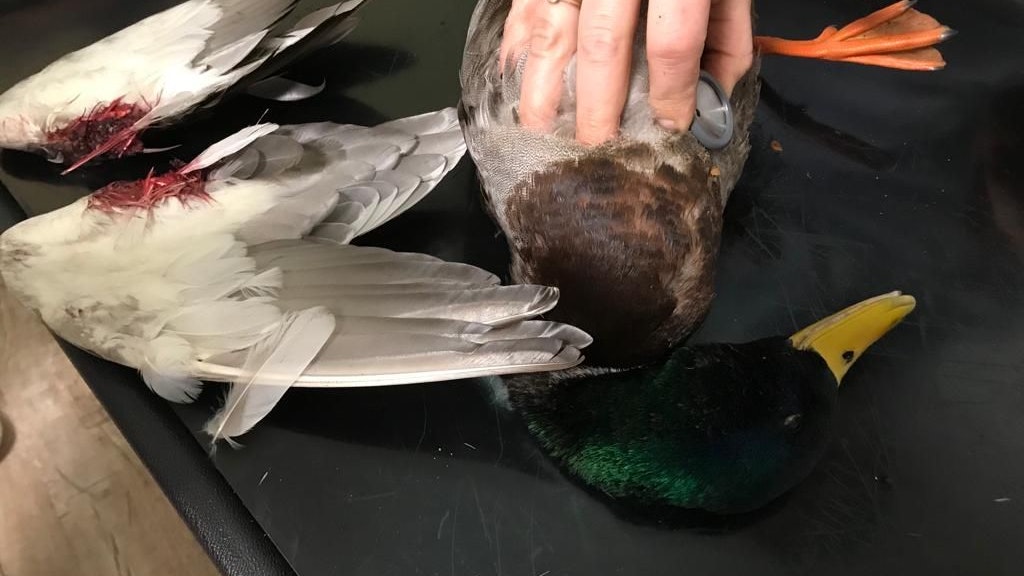 Einem lebenden Erpel wurden die Flügel abgetrennt. Das Tier musste eingeschläfert werden.