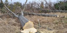 Mann (57) bei Waldarbeiten von Baum getroffen - tot
