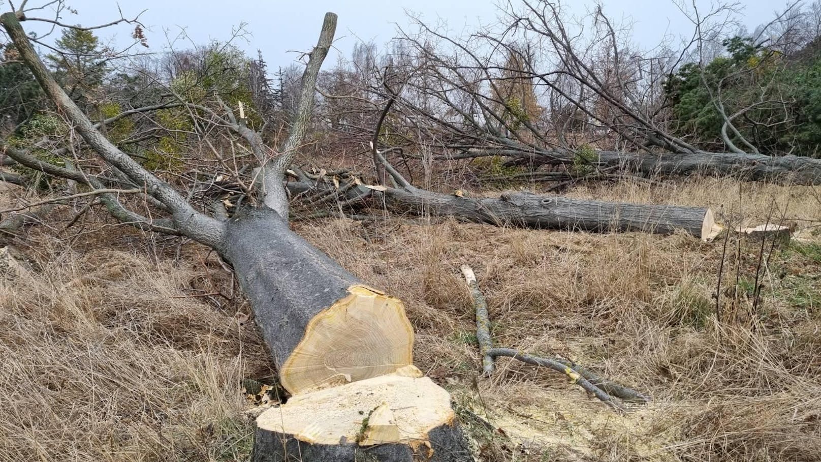 Mann (57) bei Waldarbeiten von Baum getroffen - tot