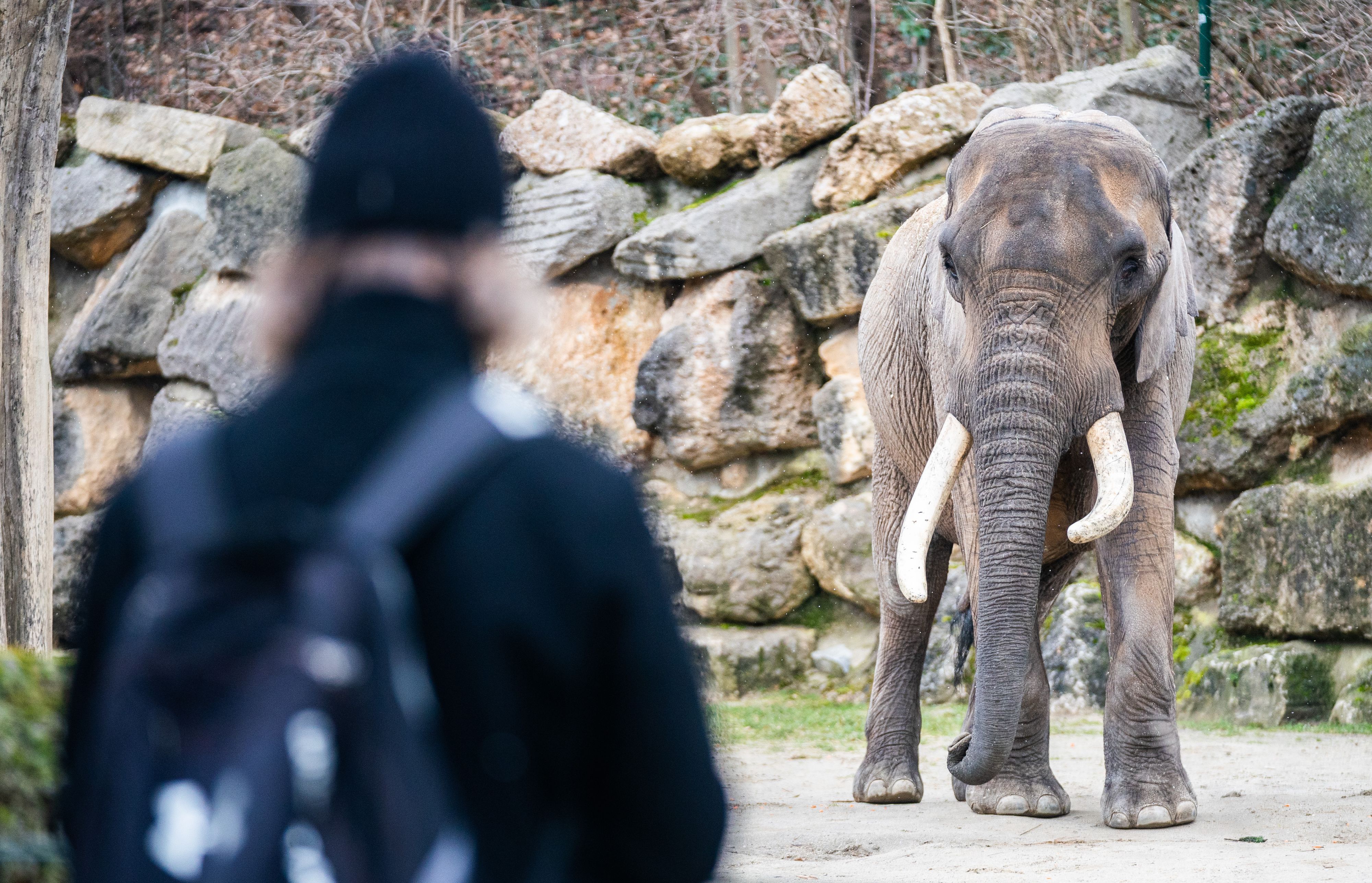 Durch die Pandemie rutschten die Besucherzahlen im Tiergarten Schönbrunn in den Keller. <br>