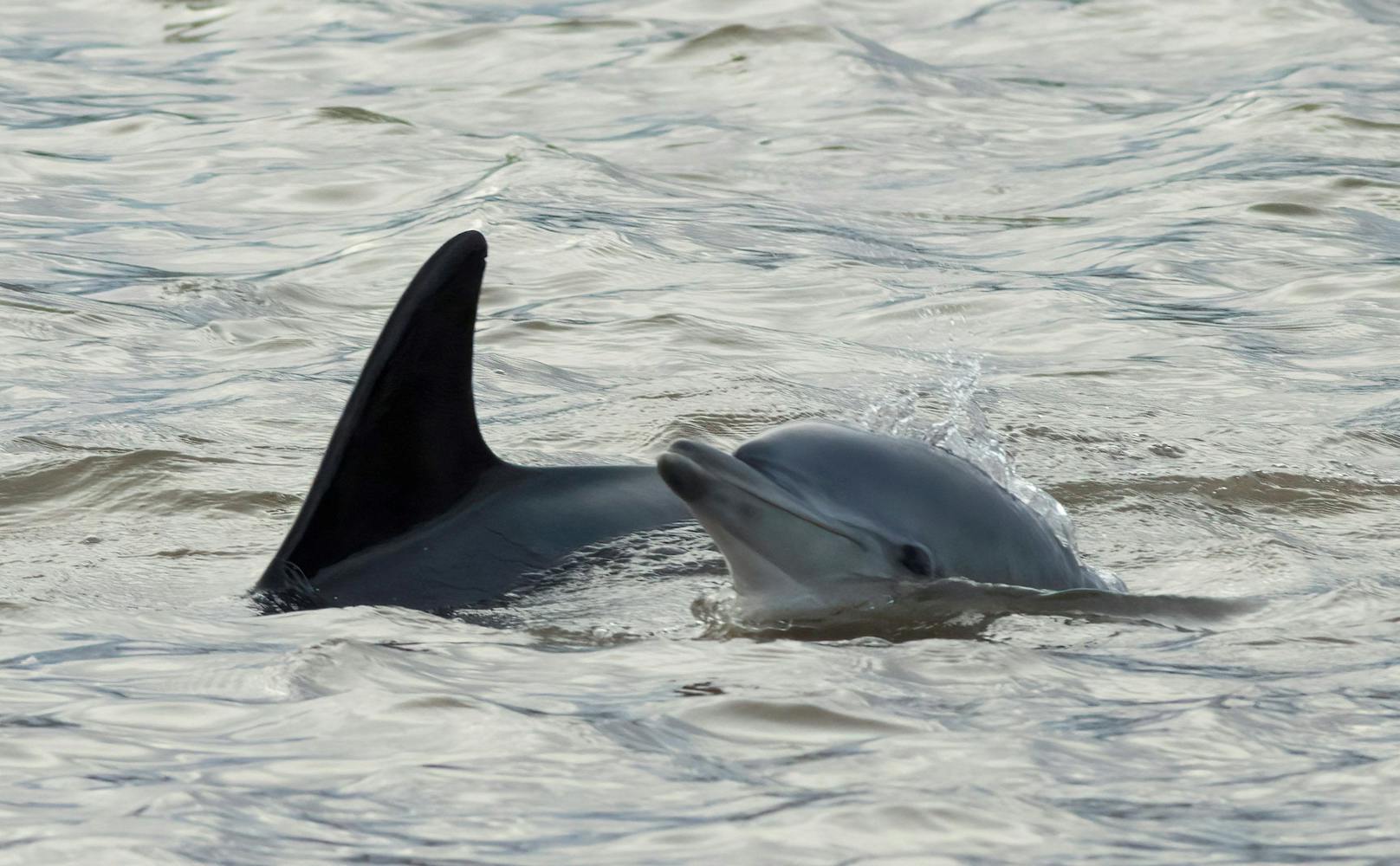 Sie schwammen mit Delfinen – nun droht ihnen Gefängnis
