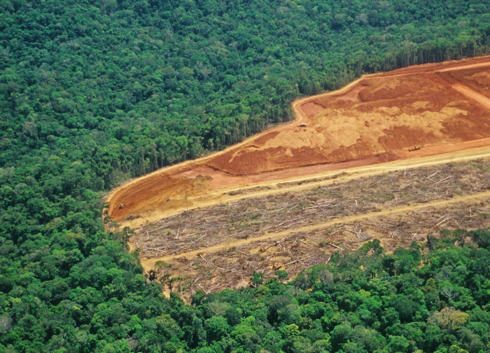 Brasilien – Regenwald-Abholzung auf Rekordniveau