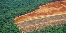 Brasilien – Regenwald-Abholzung auf Rekordniveau