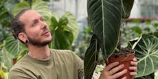 "Die teuerste Pflanze wird für 16.000 Euro gehandelt"