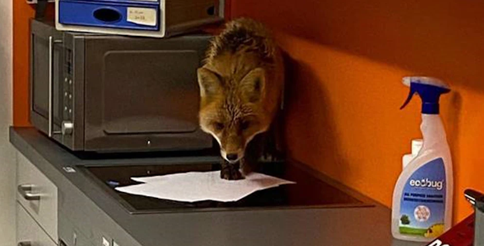 Der Fuchs versteckte sich in der Küche des MA48-Büros.