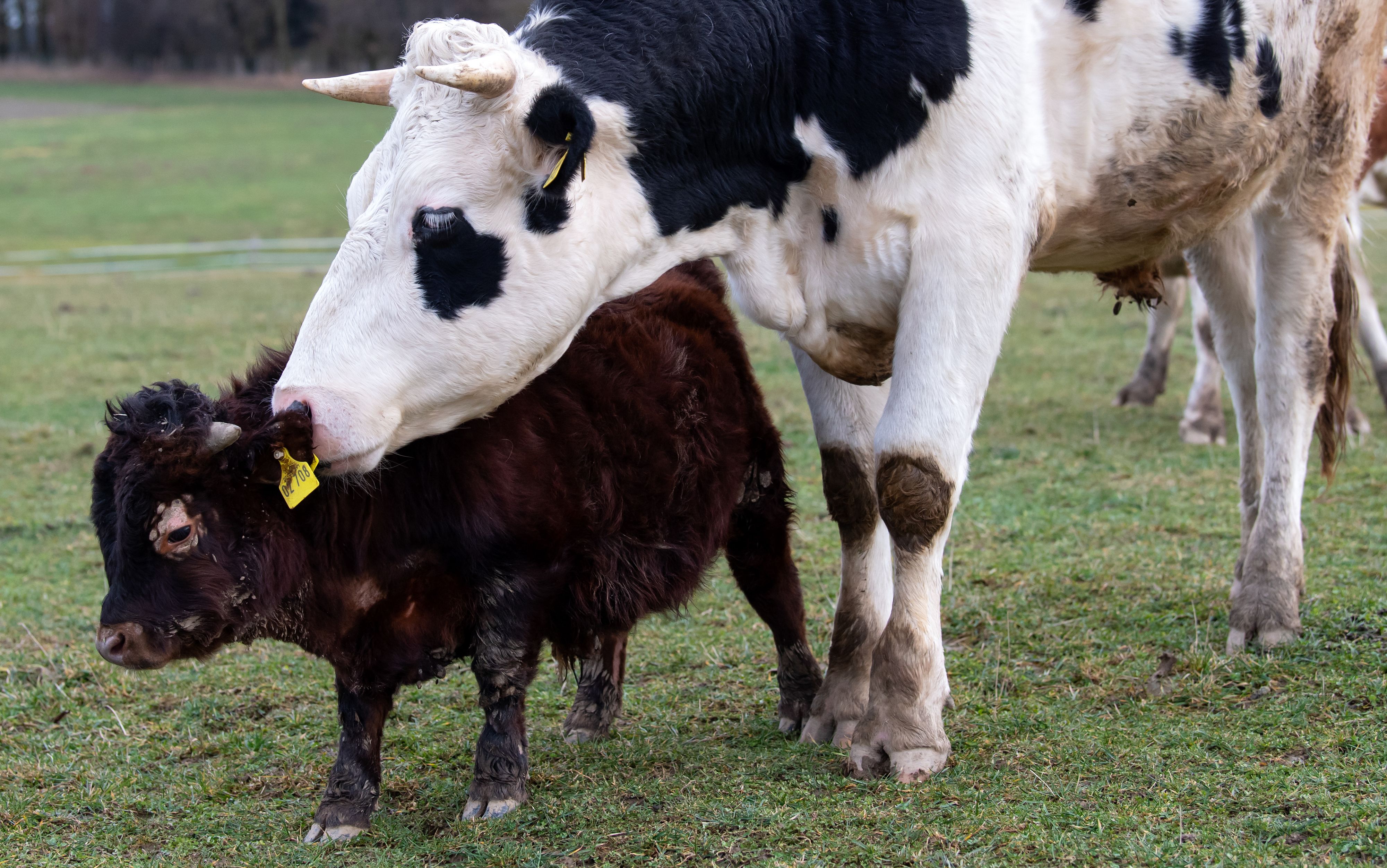 Der kleine "Napoleon" wird nicht mehr wachsen. 