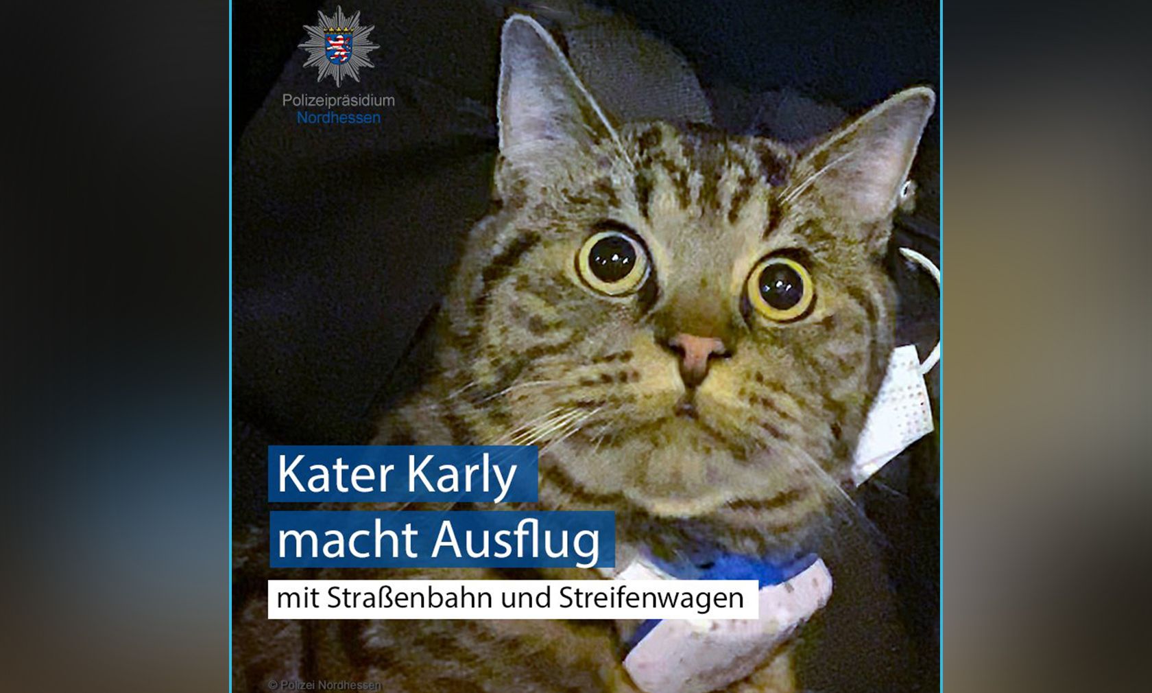 Kater "Karly" wollte wohl nur eine Sightseeing-Tour durch seine Nachbarschaft machen. 