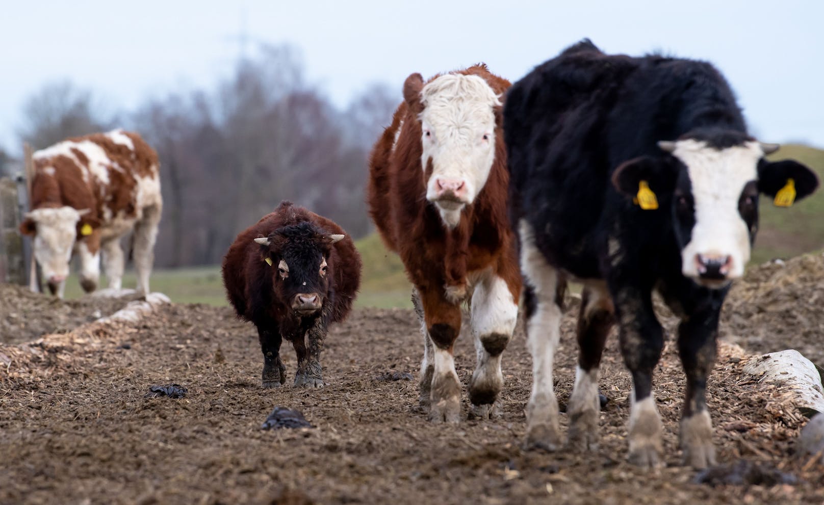 Theoretisch können Rinder mit diesem Gendefekt auch geschlachtet werden, aber "Napoleon" darf sein Leben genießen. <br>