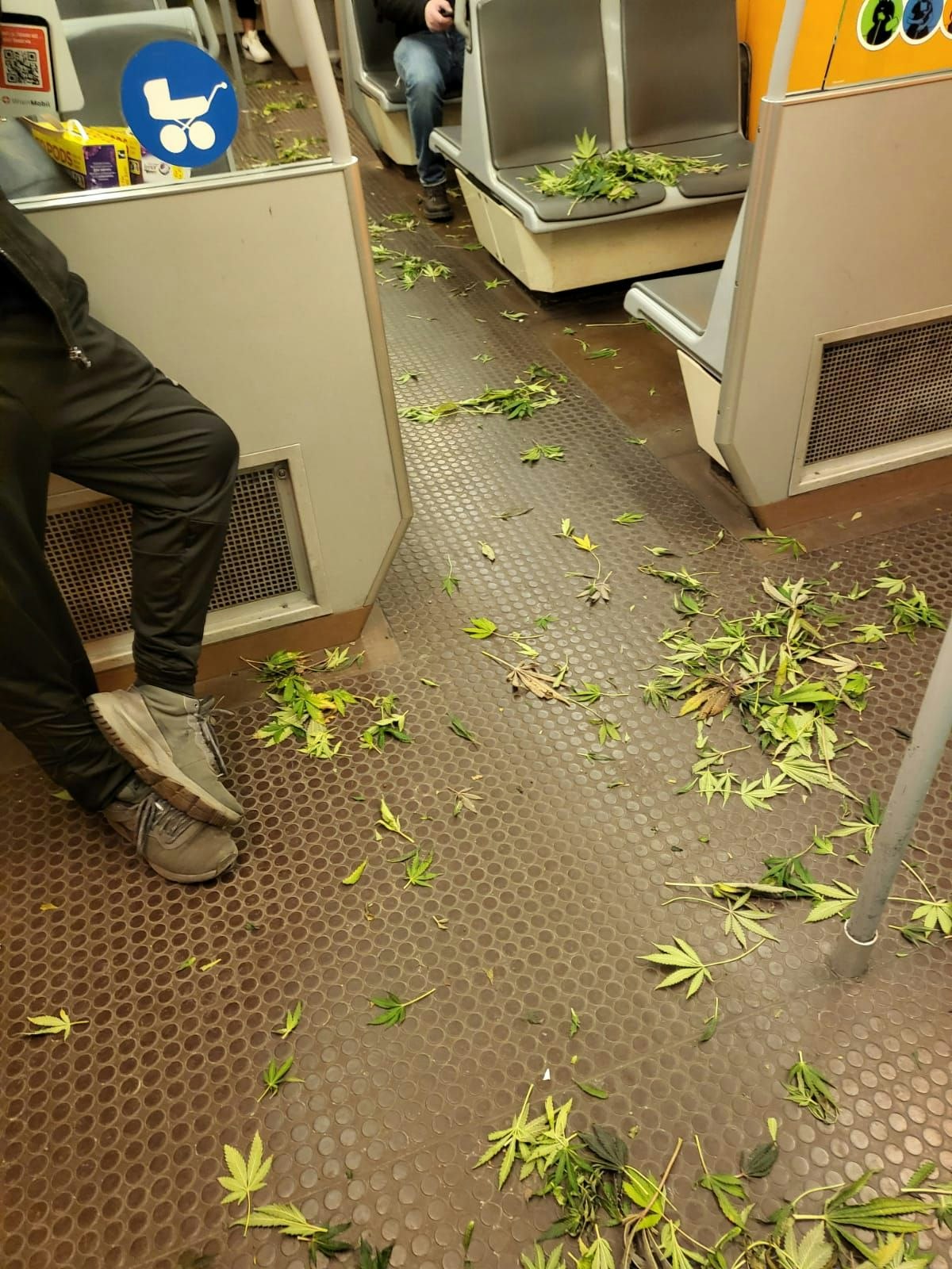 Die Hanf-Pflanzen waren im ganzen Wagon verteilt.