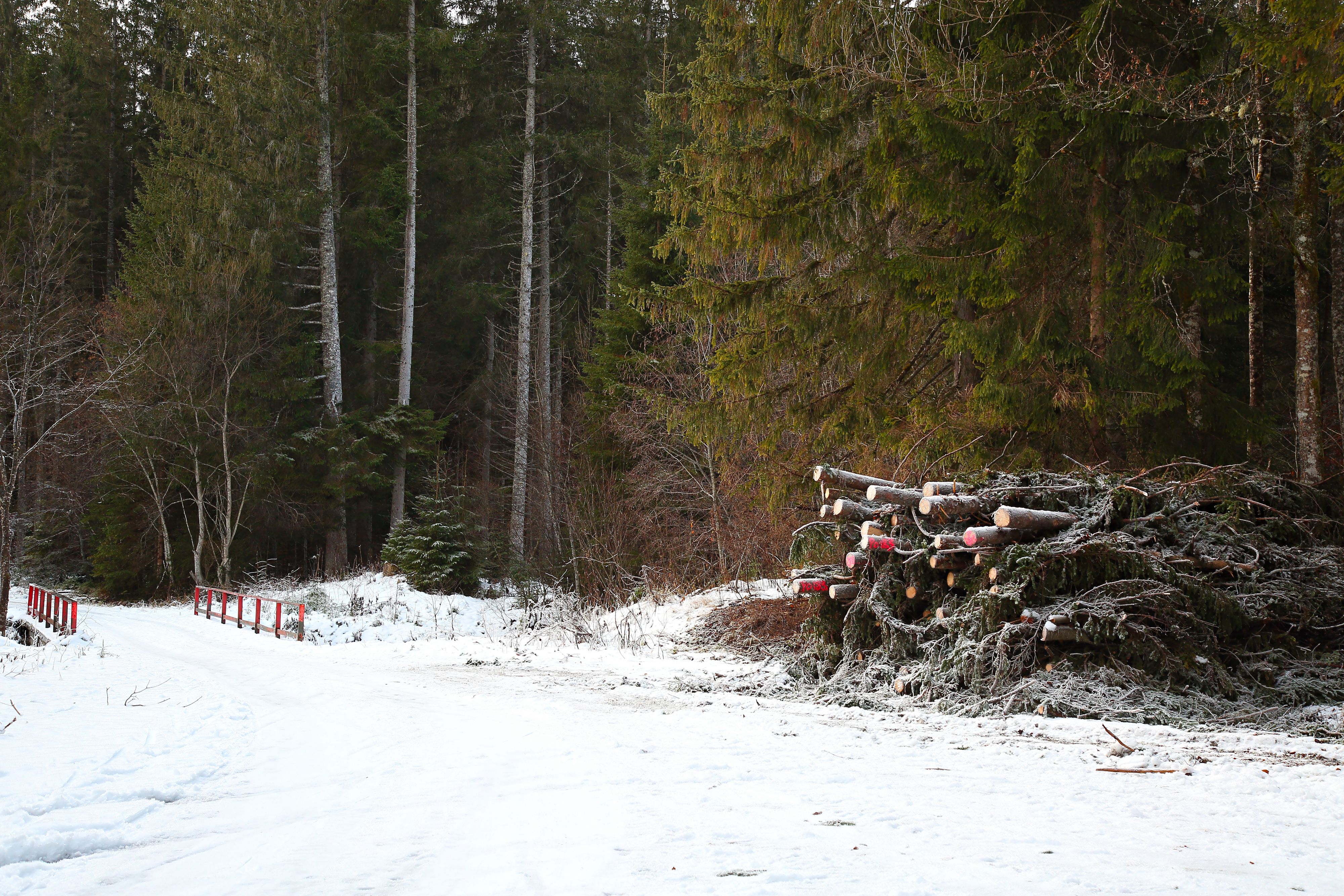 Der Mann führte Holzarbeiten in seinem Wald durch (Symbolbild).
