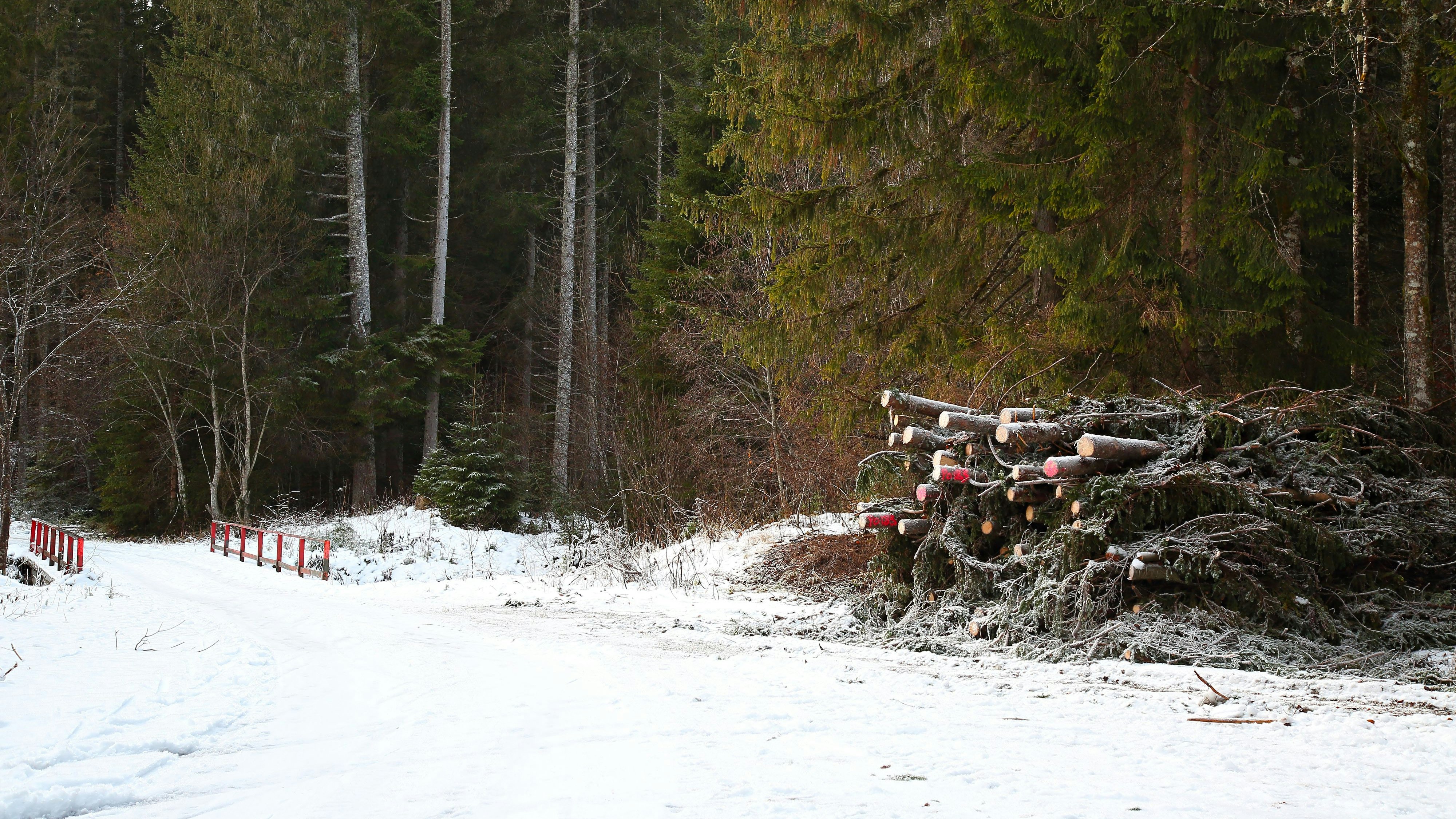 Der Mann führte Holzarbeiten in seinem Wald durch (Symbolbild).