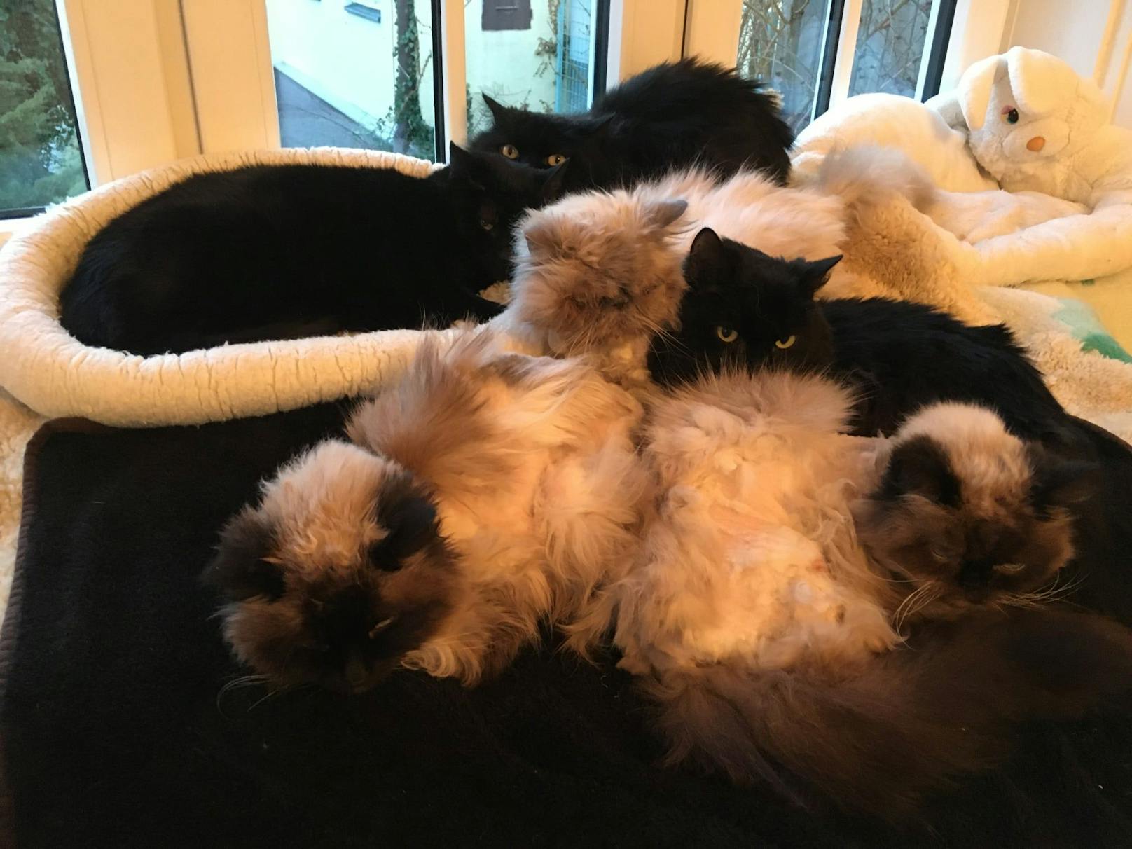Diese sechs Katzen wurden einfach zurück gelassen.