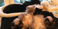 Besitzerin haut ins Ausland ab, lässt 6 Katzen zurück
