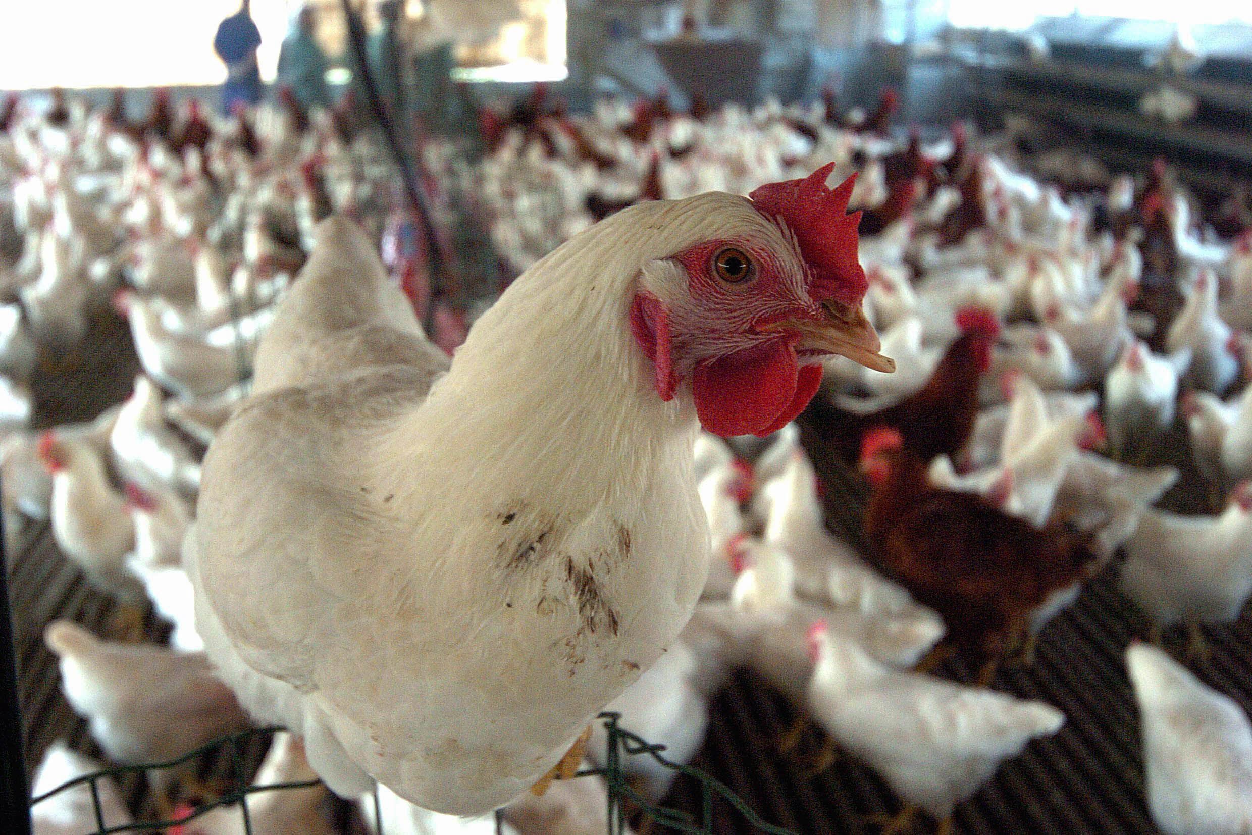 1.600 Unternehmen sind von dem Vogelgrippe-Ausbruch betroffen. (Archivbild)