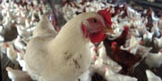 Vogelgrippe-Fall bestätigt, Schutzzone eingerichtet