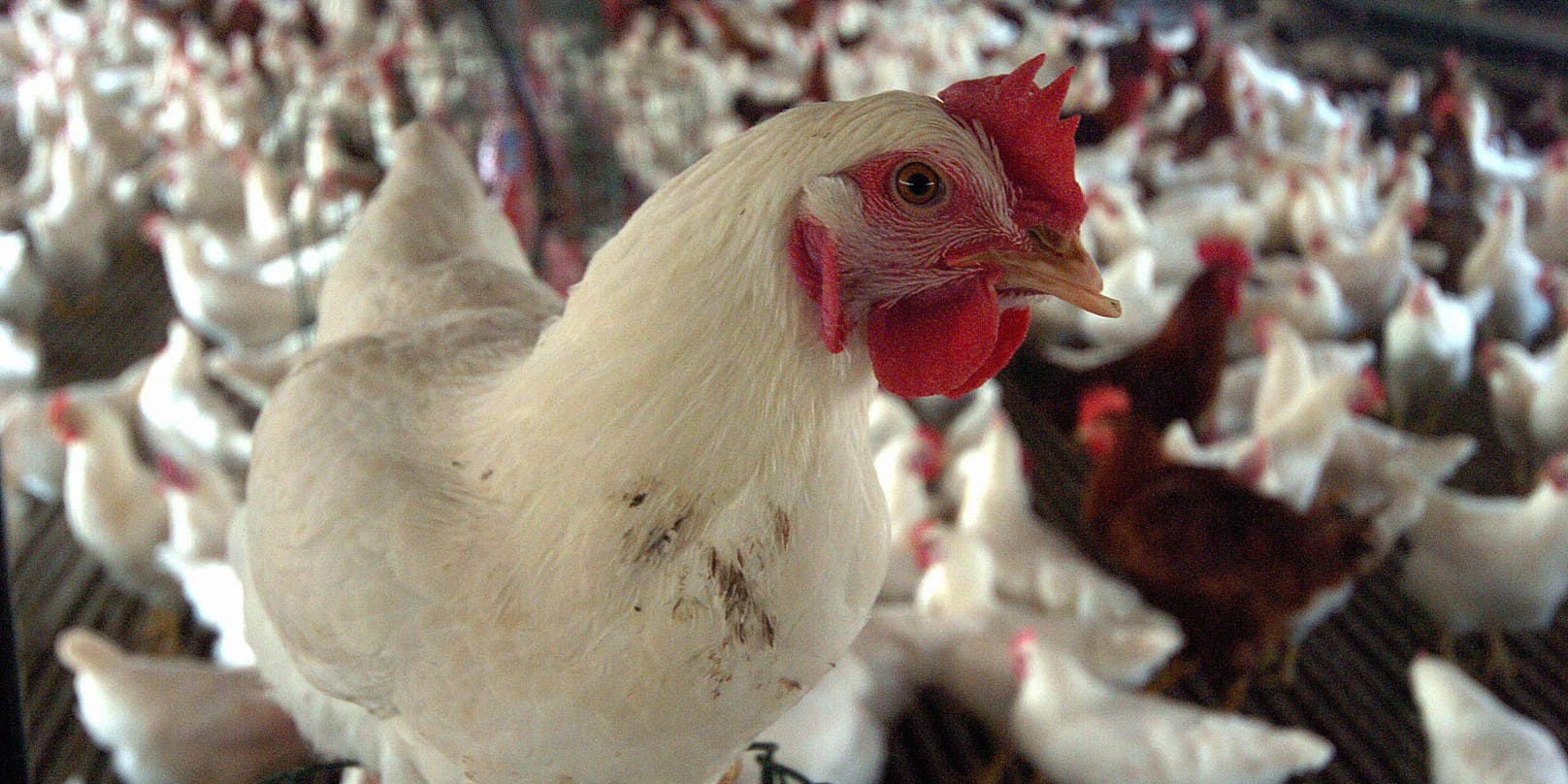 1.600 Unternehmen sind von dem Vogelgrippe-Ausbruch betroffen. (Archivbild)