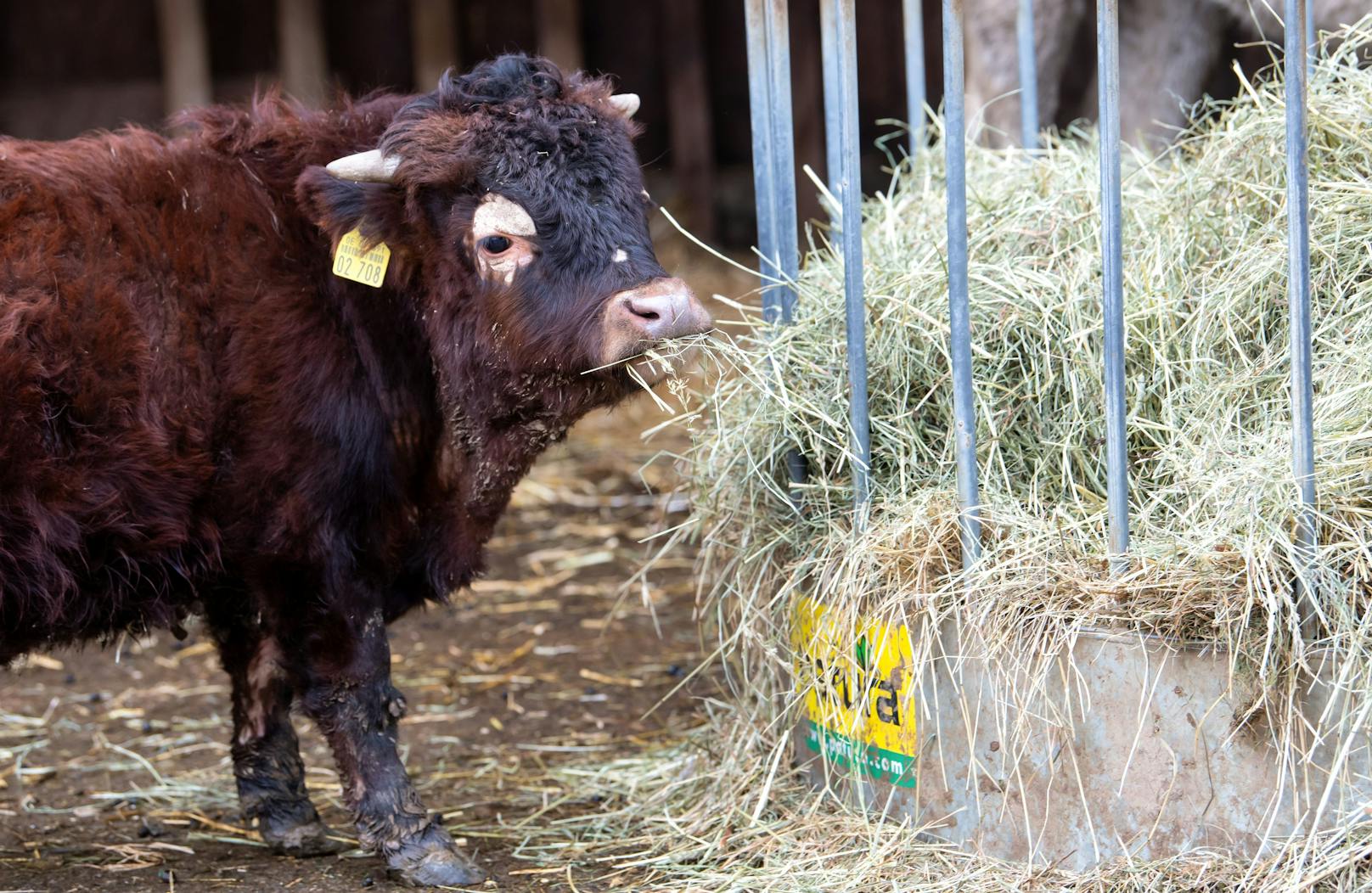 "Napoleon" ist ein sogenanntes "Dexter-Rind". 