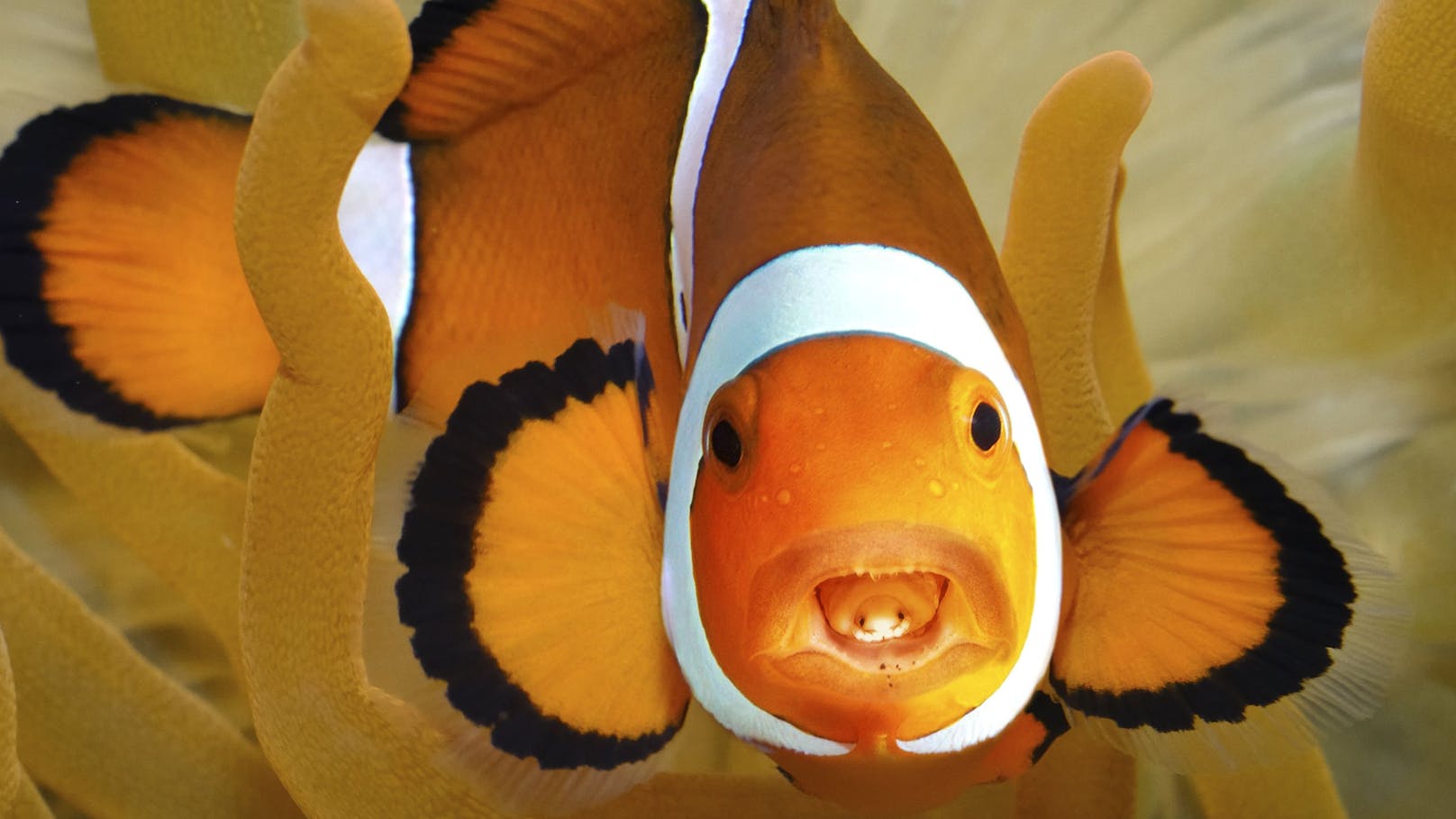 Ein Laus-ähnlicher Parasit ersetzt die Zunge von Fischen. 