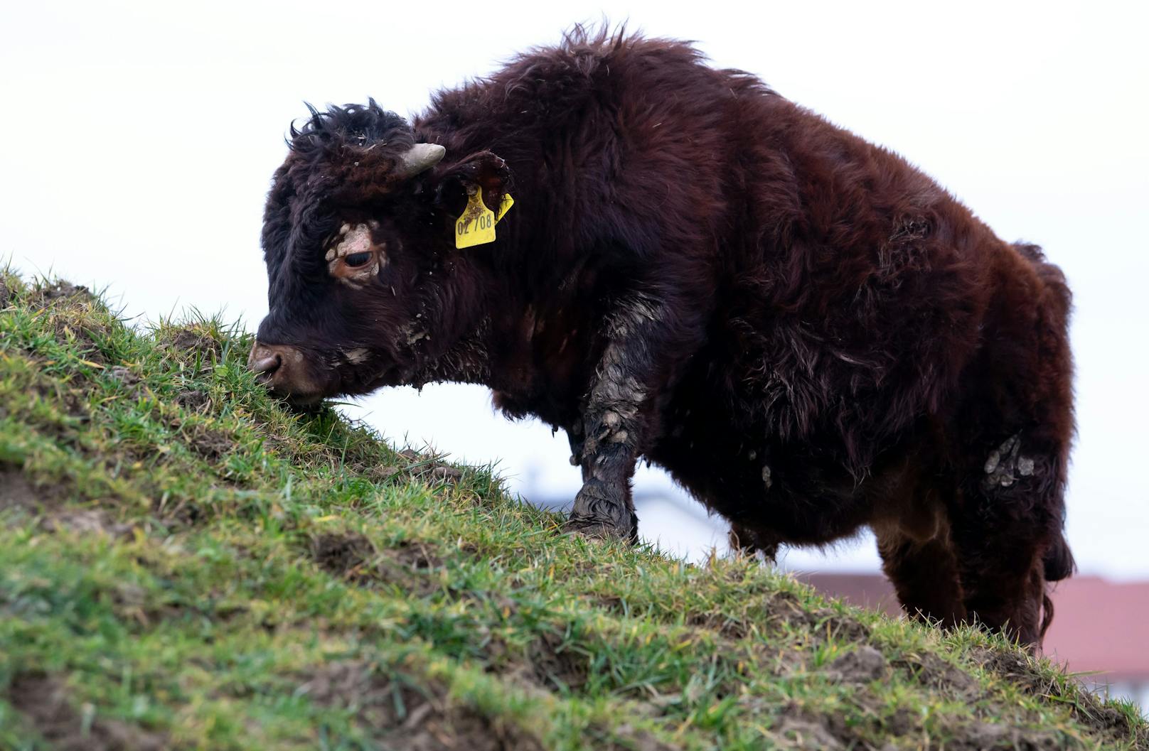 Genieß dein Leben, kleiner Stier. 