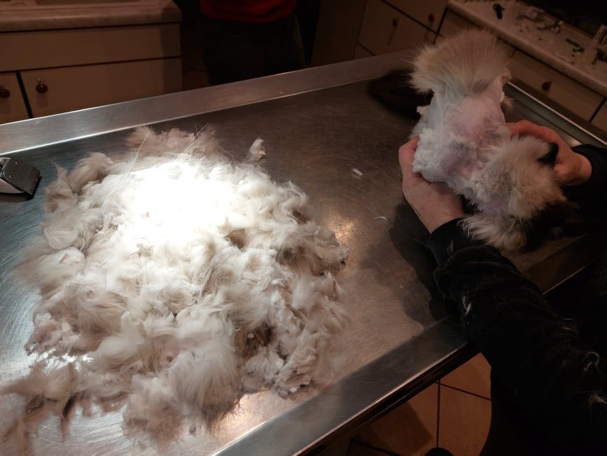 Die verfilzten Katzen mussten geschoren werden.
