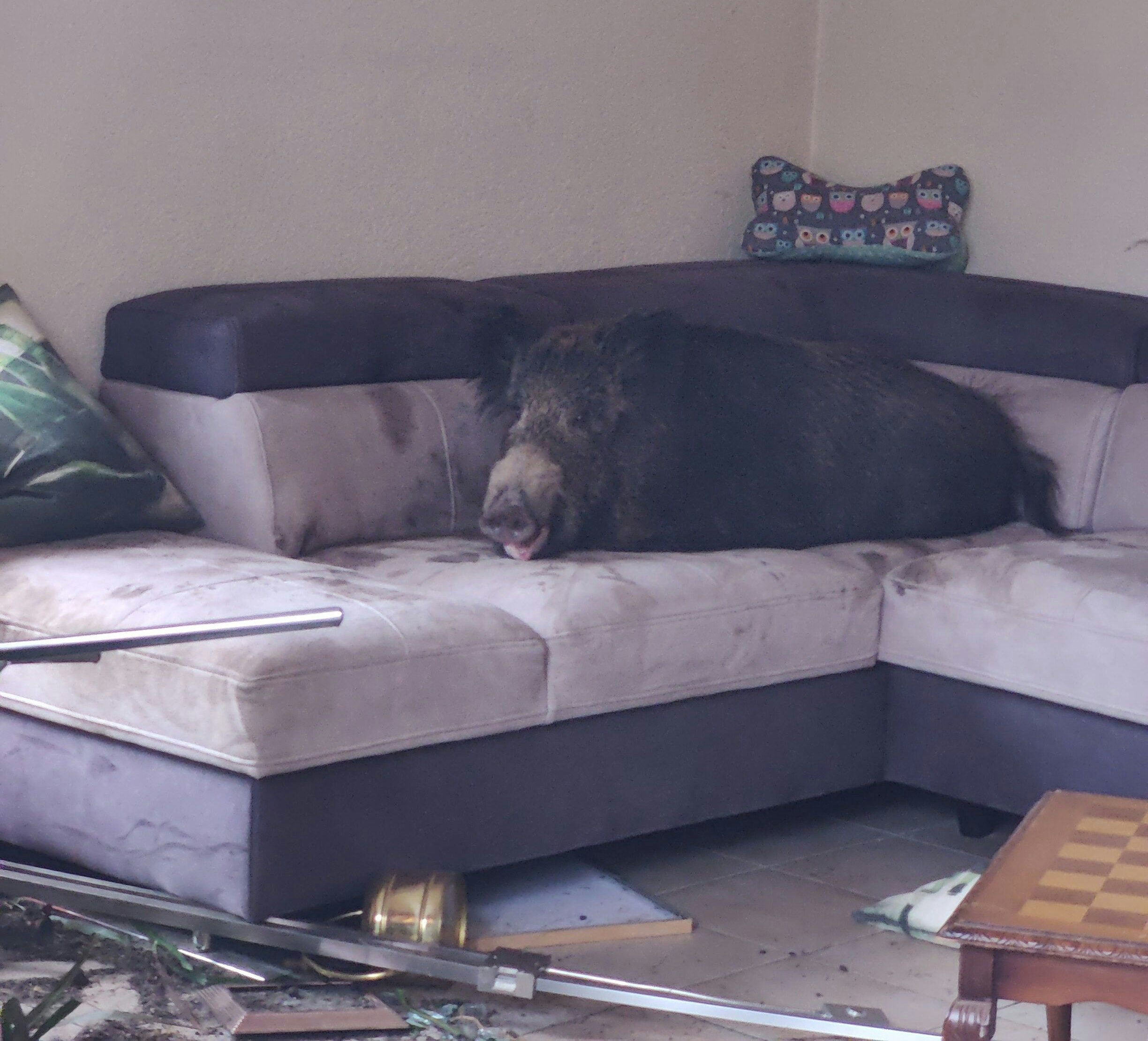 Bis zum Eintreffen der Polizei hatte es sich die Wildsau auf dem Sofa bequem gemacht.