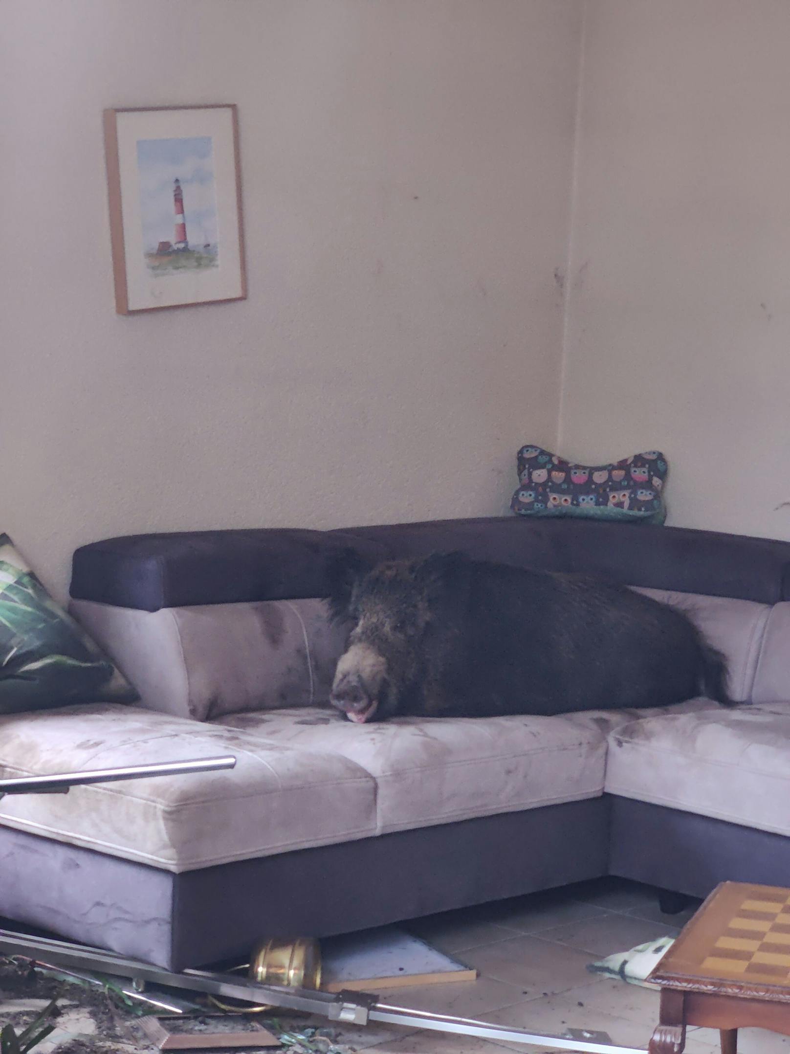 Wildschwein chillt auf Couch, lacht Polizei entgegen