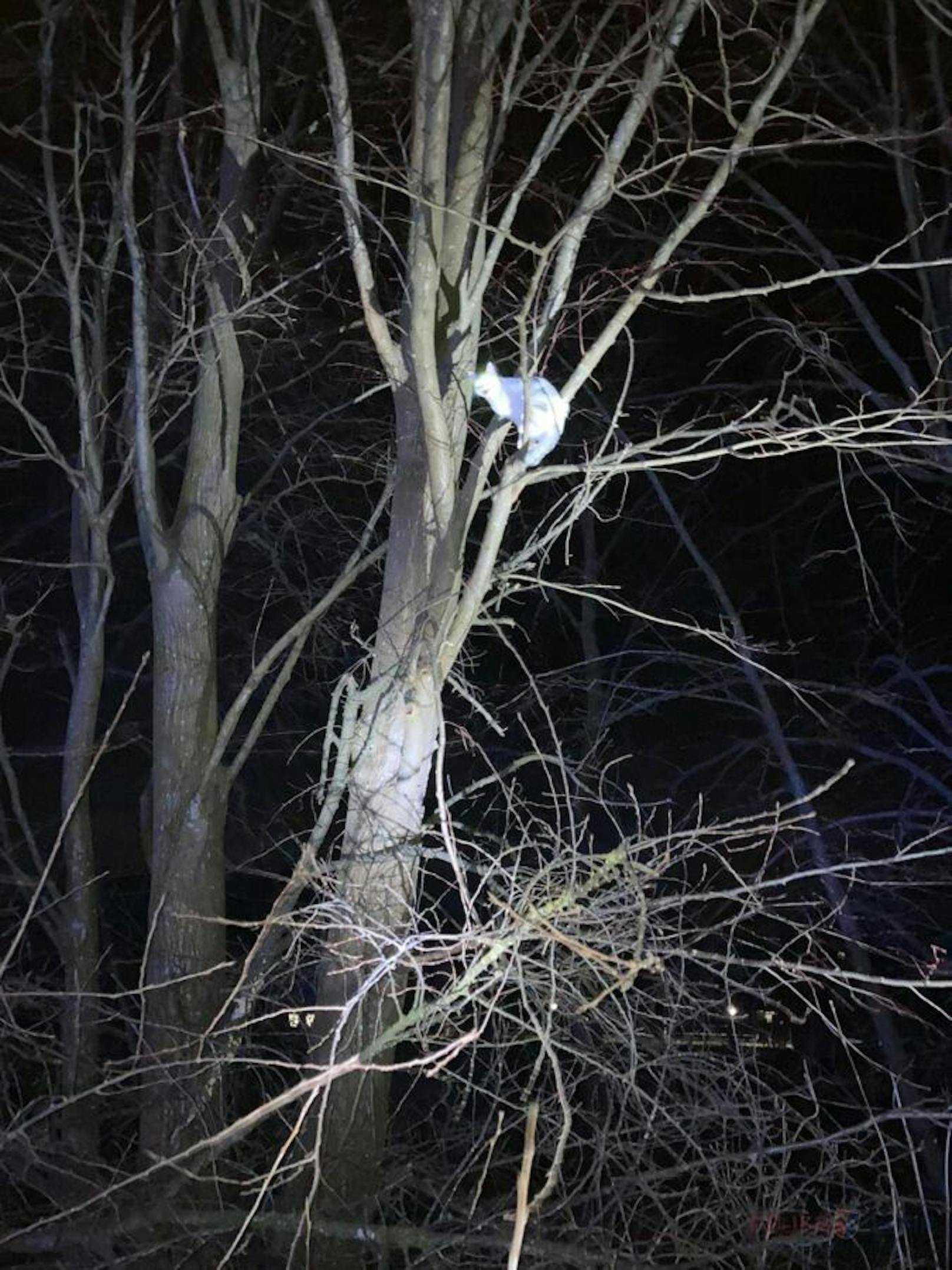 Stubentiger hockte auf Baum fest, Floriani rettete ihn