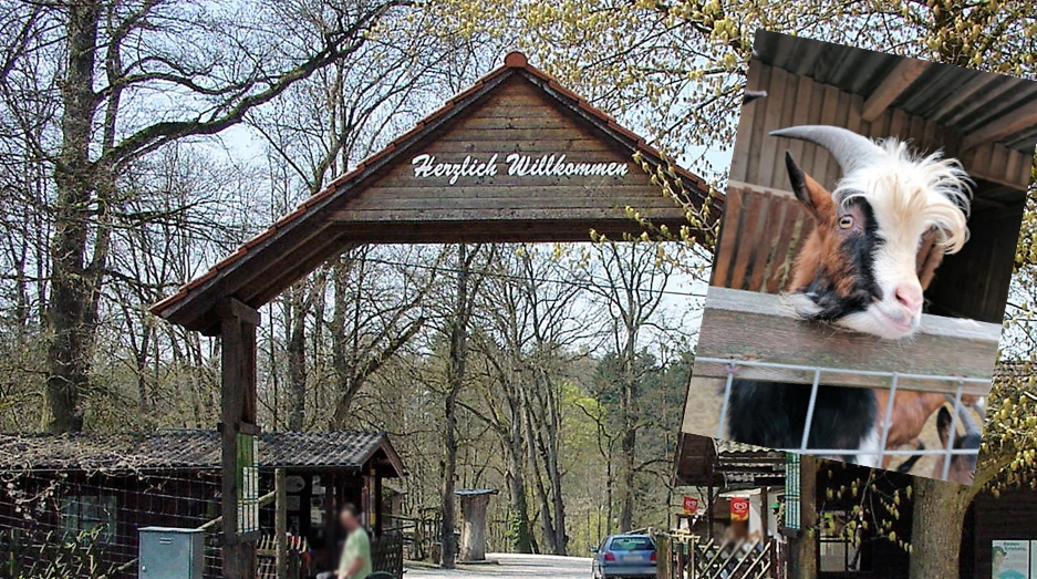 Zum 50-jährigen Jubiläum werden alte Fotos vom Tierpark Haag gesucht.