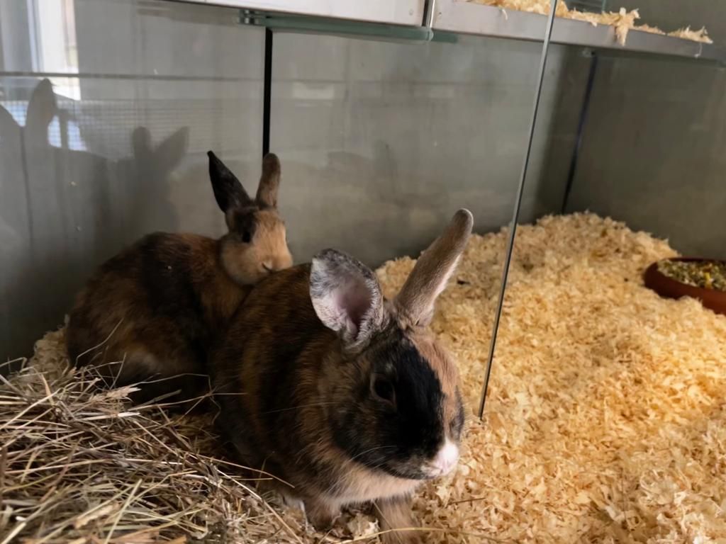 Ein Security-Mitarbeiter entdeckte zwei frierende Kaninchen am Gelände des TierQuarTier Wien und brachte sie in Sicherheit.