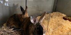 Herzlos: Kaninchen nachts in der Kälte ausgesetzt