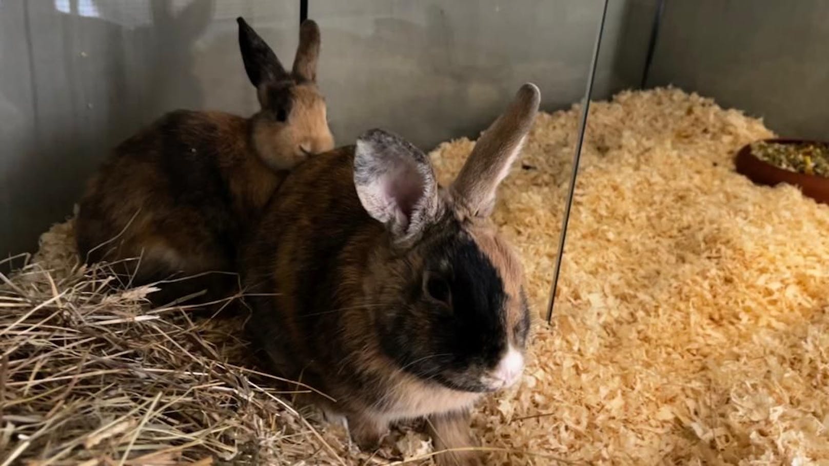 Ein Security-Mitarbeiter entdeckte zwei frierende Kaninchen am Gelände des TierQuarTier Wien und brachte sie in Sicherheit.