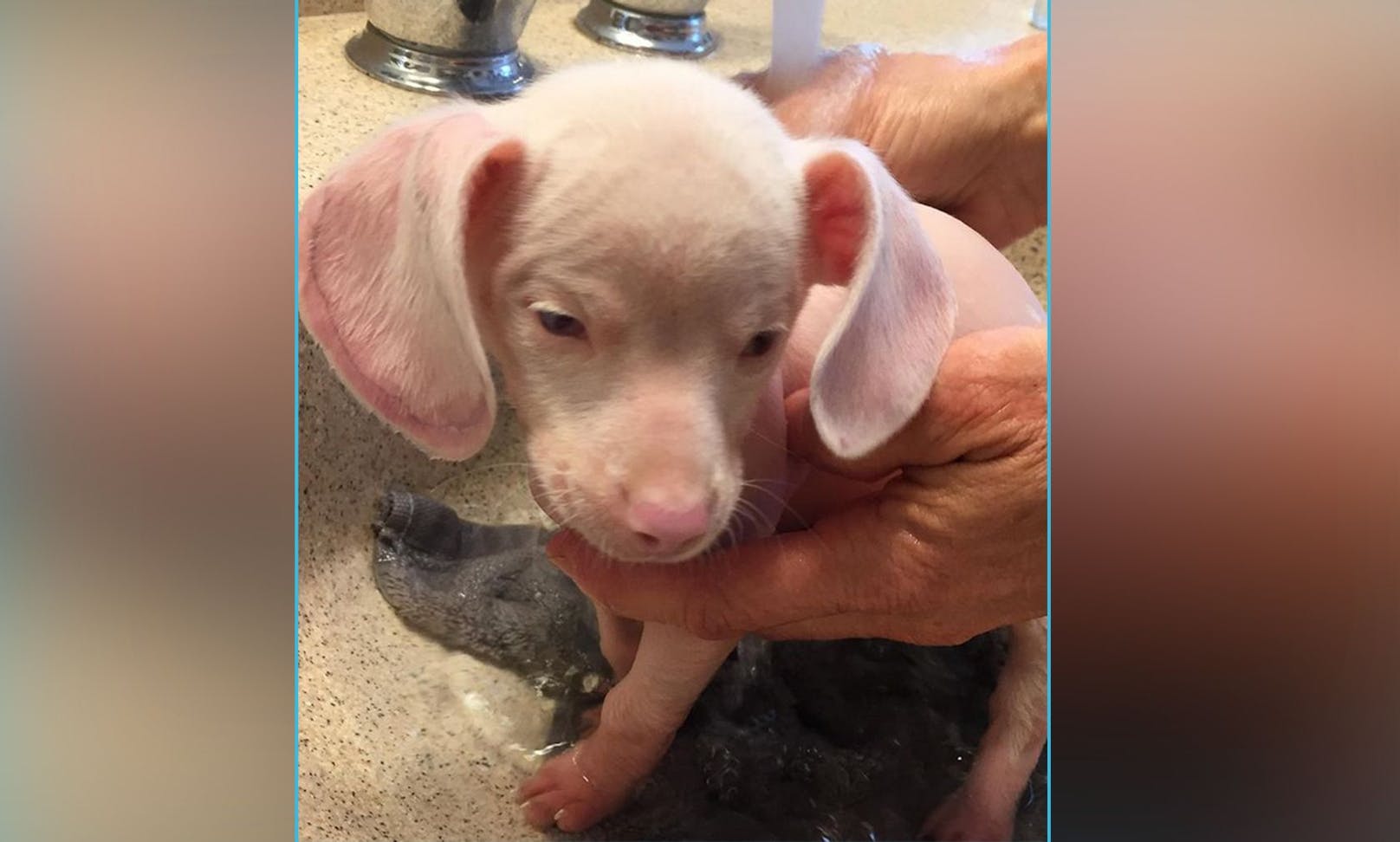 Welpe "Piglet" landete im Tierheim (Westport, USA) als er mit 37 anderen Hunden in einem Haus zusammenleben musste und ein Fall von Animalhording aufgedeckt wurde.&nbsp; 