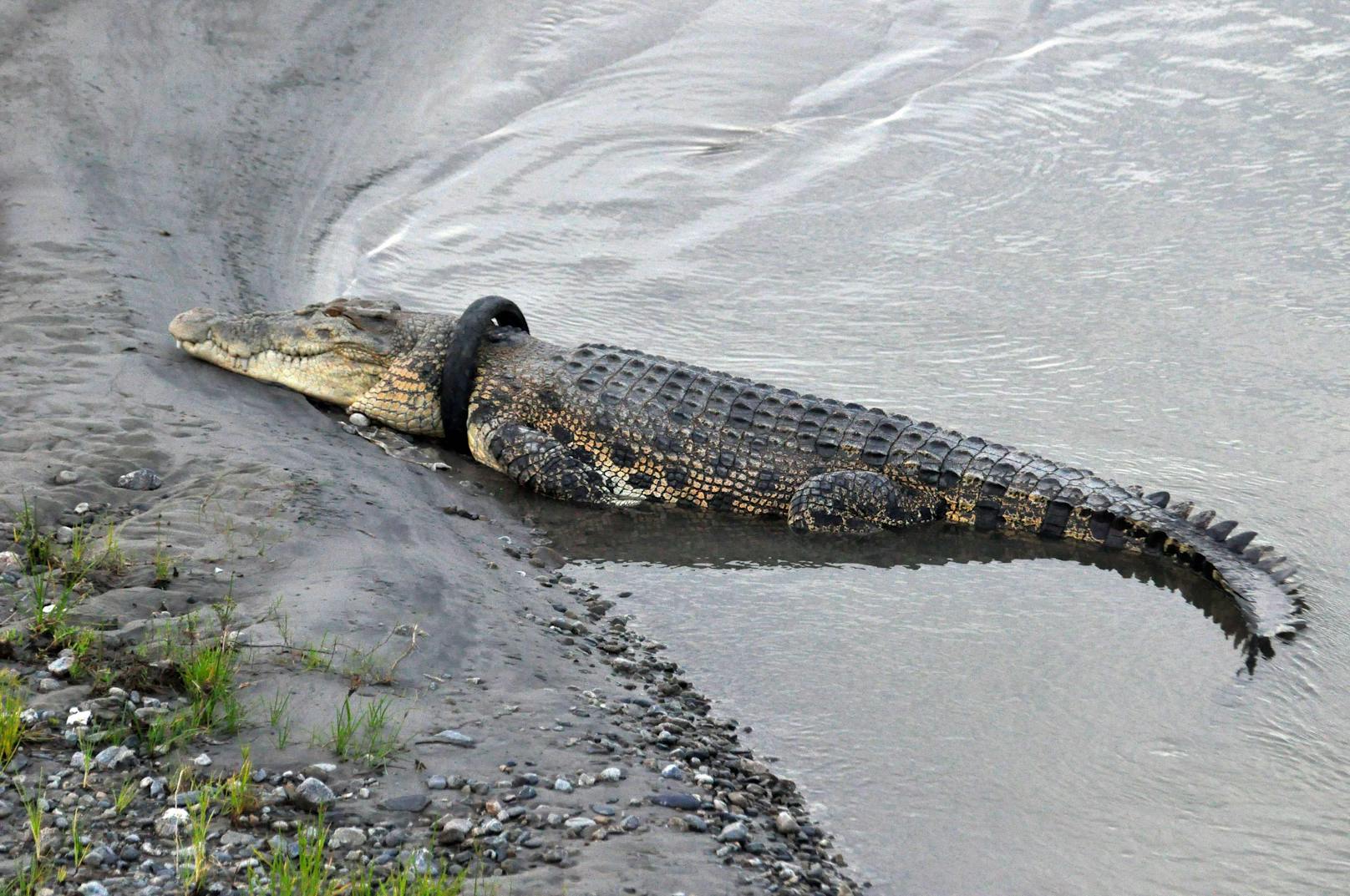 Ein 35-jähriger Mann aus Java hat sich wochenlang auf die Rettungsaktion des Krokodils vorbereitet. 