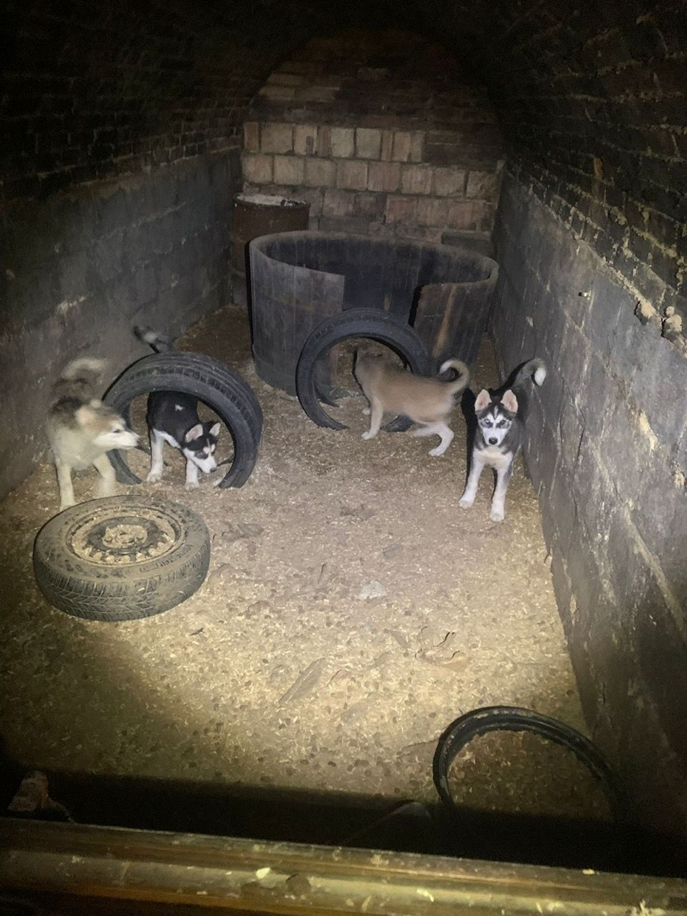 Insgesamt wurden 16 Hunde und zwei Hasen von ihren Qualen befreit.