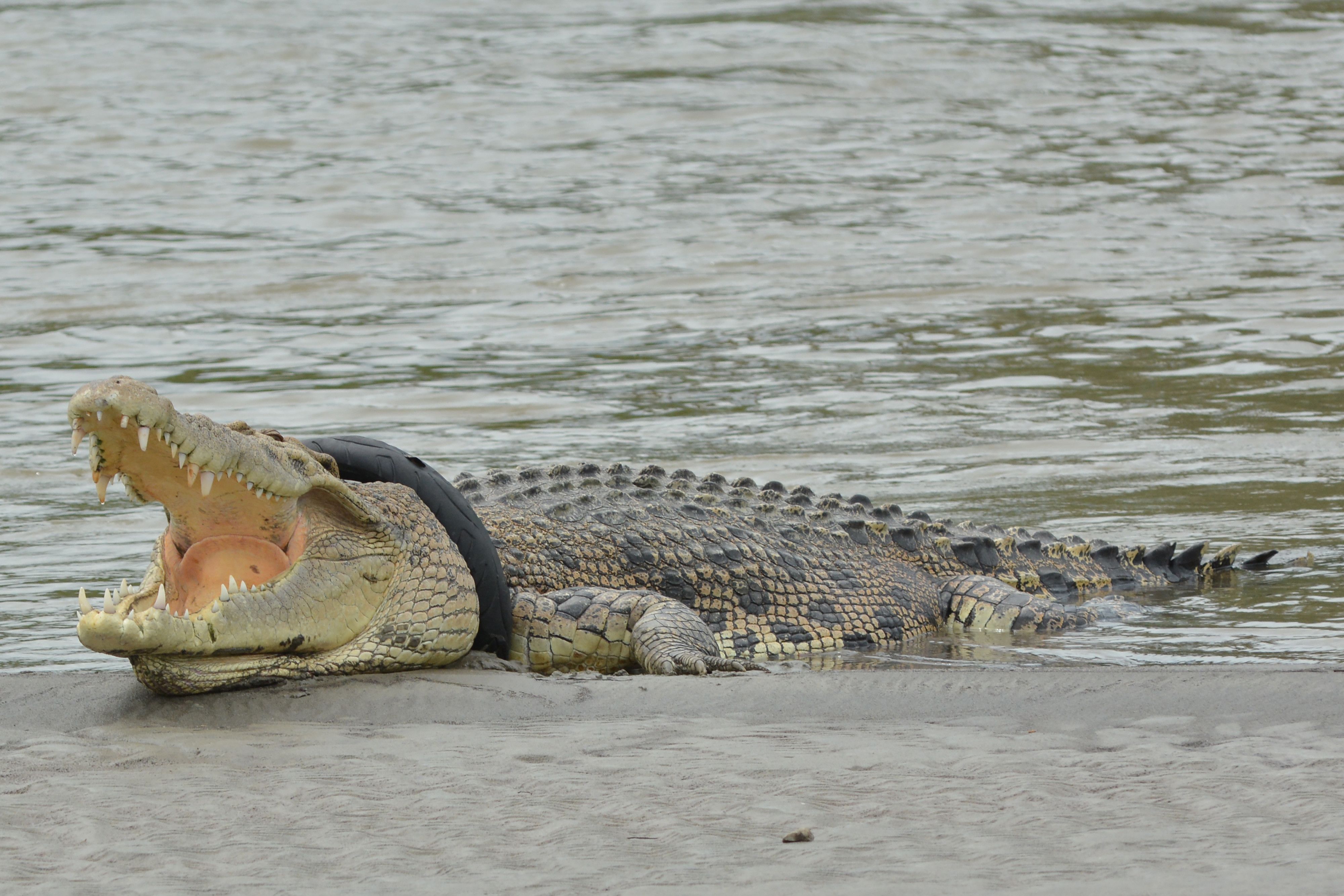 Seit 2016 schwamm ein vier Meter langes Krokodil mit Motorradreifen um um den Hals im indonesischen Fluss Palu umher. 