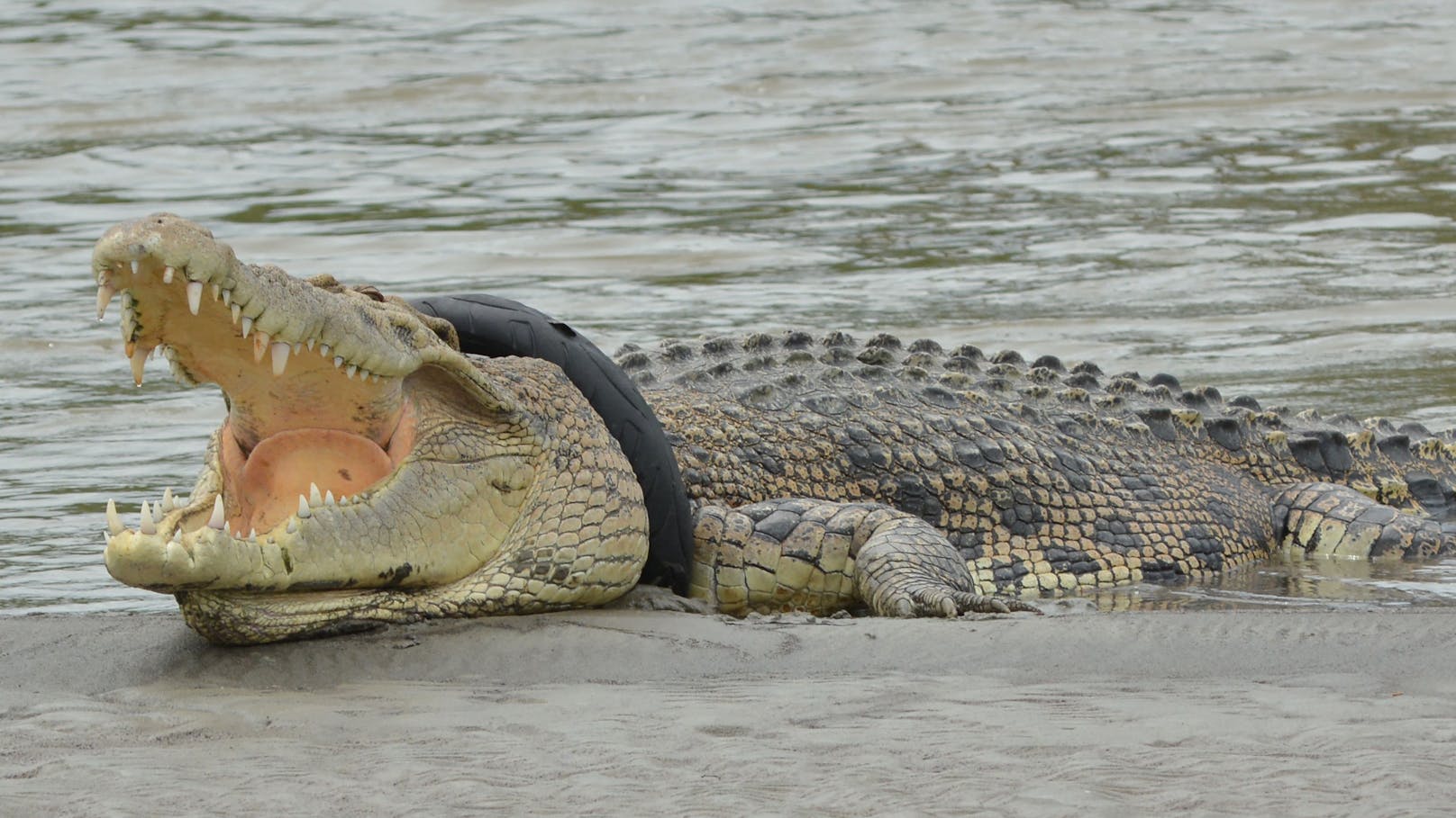 Seit 2016 schwamm ein vier Meter langes Krokodil mit Motorradreifen um um den Hals im indonesischen Fluss Palu umher. 