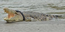 Krokodil hatte sechs Jahre lang Reifen um den Hals