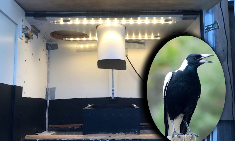 Ein Vater-Sohn-Gespann aus Schweden entwickelte eine Mülltrennungsanlage, die ausschließlich von Elstern betrieben wird. 