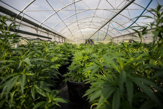 Symbolbild einer Cannabisfarm