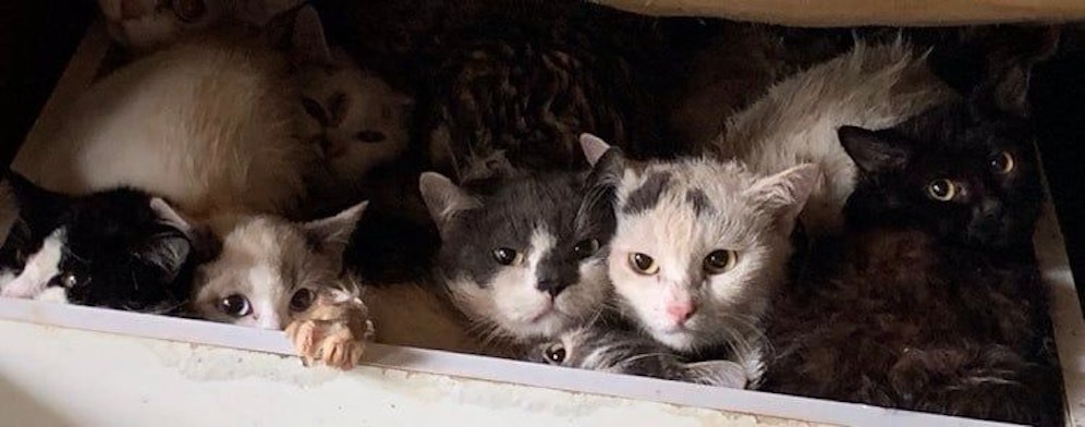 115 Katzen wurden auf 60 Quadratmeter in Bayern gefunden. 